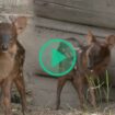 Ce faon pudu né en Argentine dans un bioparc redonne de l’espoir aux chercheurs pour sauver l’espèce menacée