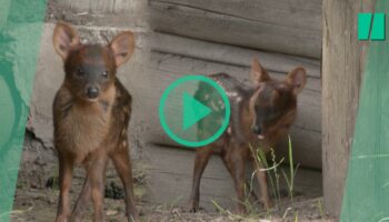 Ce faon pudu né en Argentine dans un bioparc redonne de l’espoir aux chercheurs pour sauver l’espèce menacée