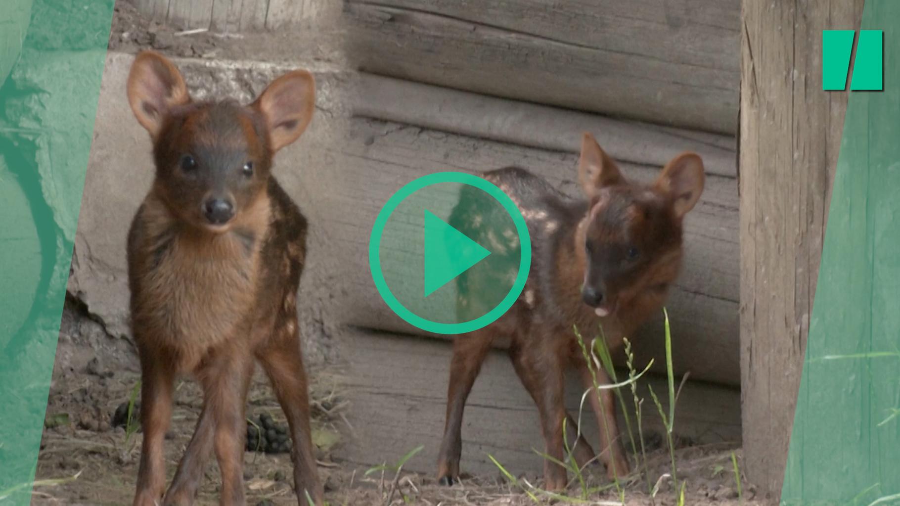 Ce faon pudu né en Argentine dans un bioparc redonne de l’espoir aux chercheurs pour sauver l’espèce menacée