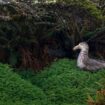 Parmi les 25 plus belles photos nature de l’année, deux Français sont sélectionnés