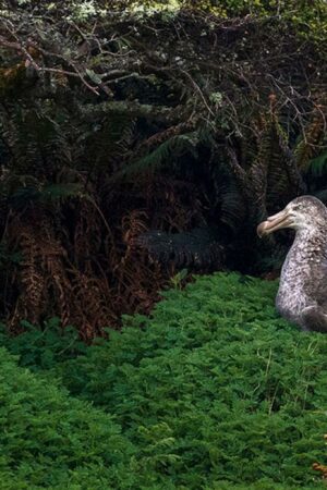 Parmi les 25 plus belles photos nature de l’année, deux Français sont sélectionnés