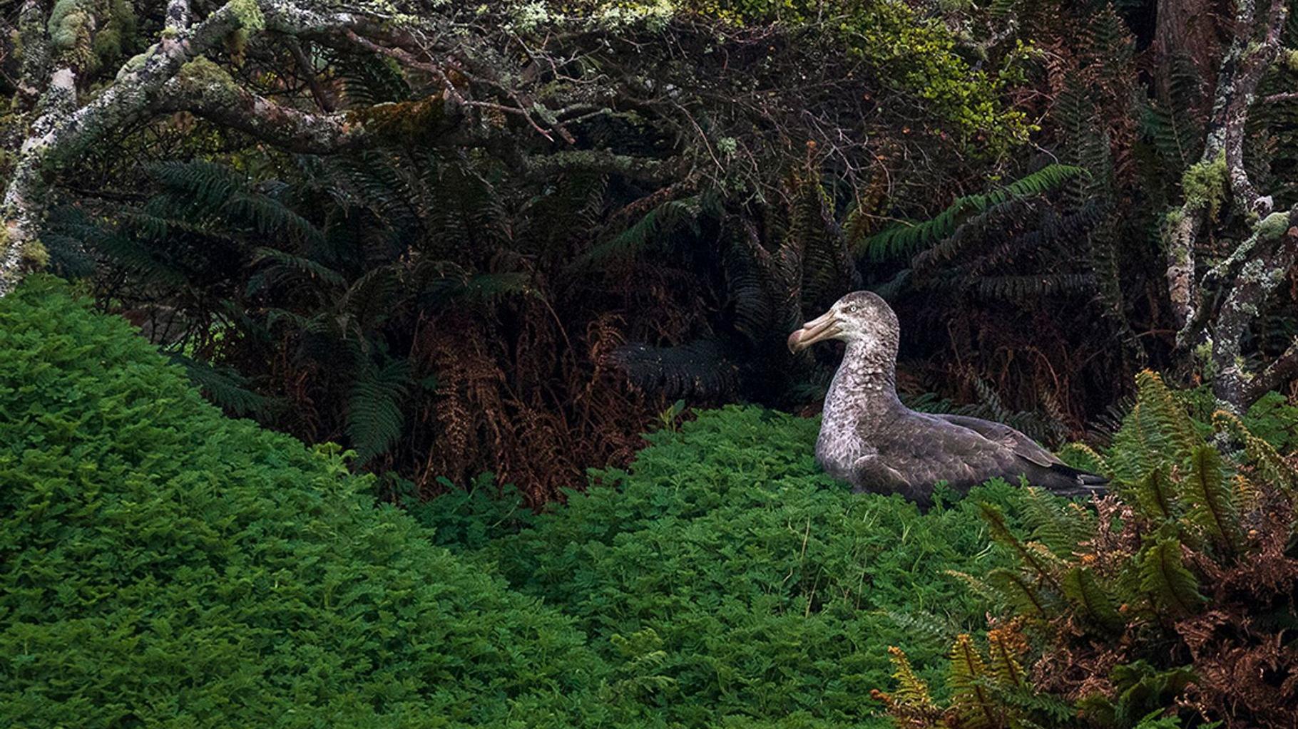 Parmi les 25 plus belles photos nature de l’année, deux Français sont sélectionnés