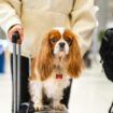 Chien perdu à l’aéroport de Roissy : quatre questions autour du transport des animaux de compagnie par avion