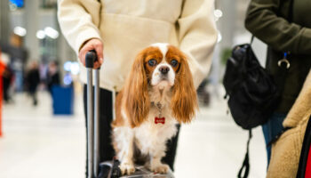 Chien perdu à l’aéroport de Roissy : quatre questions autour du transport des animaux de compagnie par avion