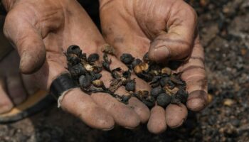 Le prix du café au plus haut depuis 50 ans, victime de la sécheresse au Brésil