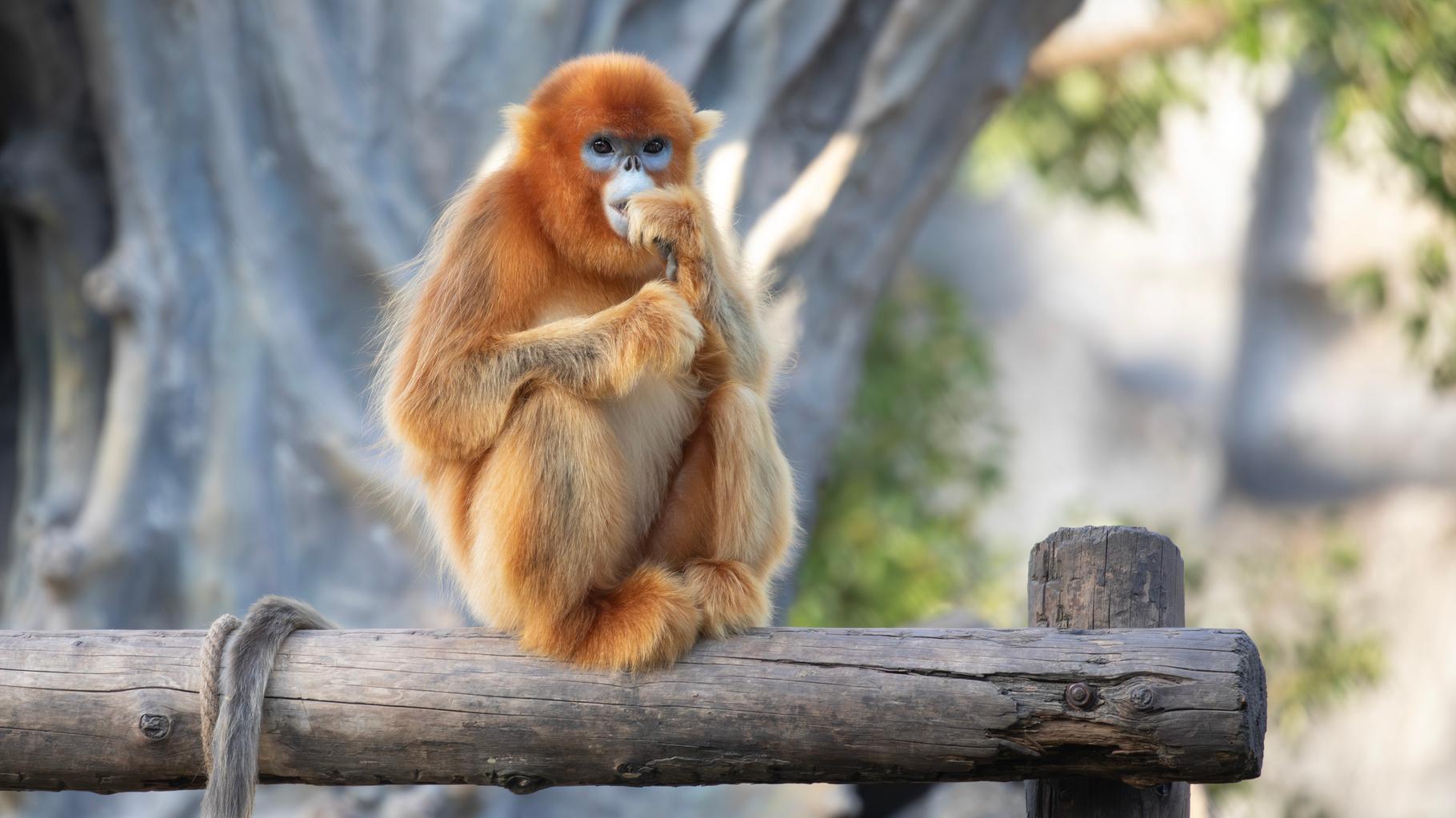 Le ZooParc de Beauval va accueillir une nouvelle espèce inédite en Europe