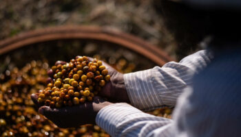 Sécheresse, contexte géopolitique… pourquoi le cours du café arabica est à son plus haut depuis 50 ans