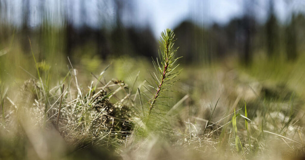 «Plus une forêt sera mixte, plus elle sera résiliente»