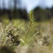 «Plus une forêt sera mixte, plus elle sera résiliente»