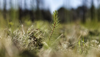 «Plus une forêt sera mixte, plus elle sera résiliente»