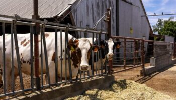 Des scientifiques pourraient avoir trouvé une solution radicale pour rendre votre hamburger moins nocif pour la planète