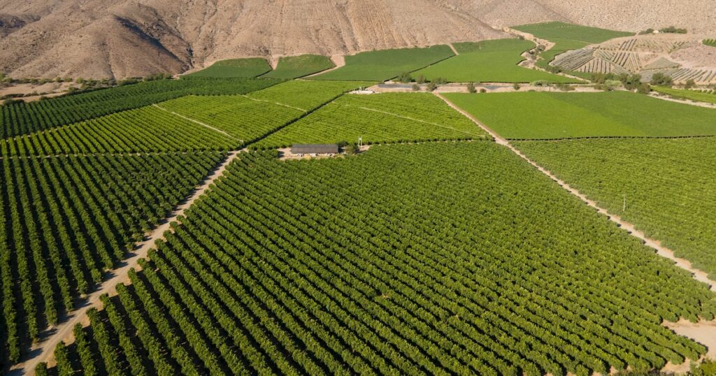 Pisco Valley