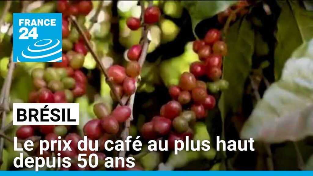 Brésil : le prix du café au plus haut depuis 50 ans, victime de la sécheresse