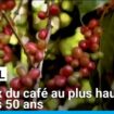 Brésil : le prix du café au plus haut depuis 50 ans, victime de la sécheresse