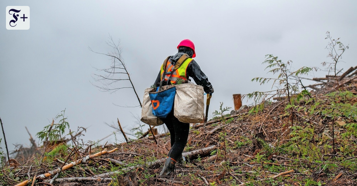 Wie man künftig Klimaschutz kaufen kann