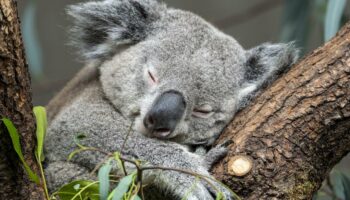 Wie viele dieser Tiere kannst du richtig zuordnen?