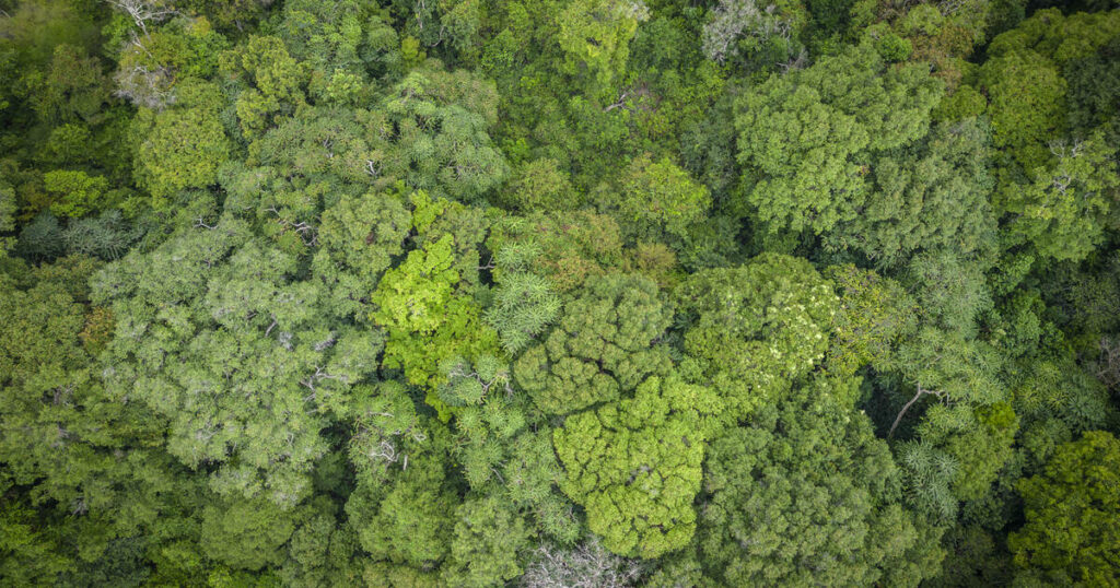 «Si on utilise notre savoir écologique pour la gérer, la forêt ne disparaîtra pas»