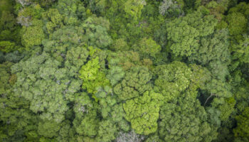 «Si on utilise notre savoir écologique pour la gérer, la forêt ne disparaîtra pas»