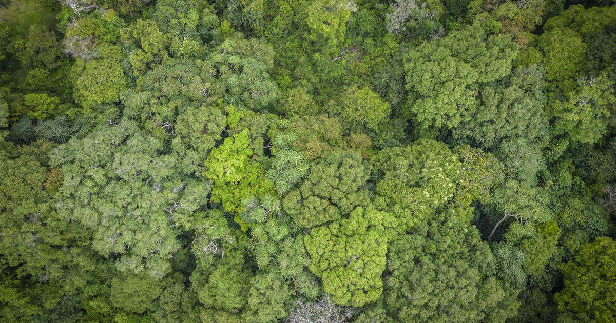 «Si on utilise notre savoir écologique pour la gérer, la forêt ne disparaîtra pas»