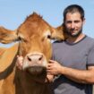 Salon de l’agriculture : Oupette, la vache star de la prochaine édition viendra accompagner de son veau