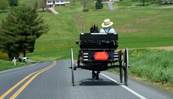 5000 pigeons voyageurs retrouvés dans une urne chez les Amish