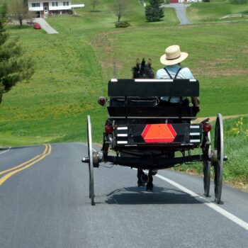 5000 pigeons voyageurs retrouvés dans une urne chez les Amish