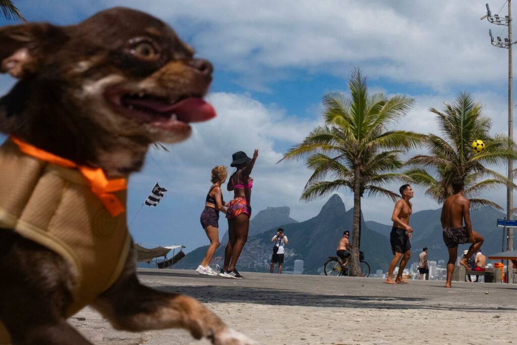 A Rio, des municipales « pet-friendly »