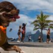 A Rio, des municipales « pet-friendly »