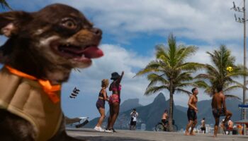 A Rio, des municipales « pet-friendly »