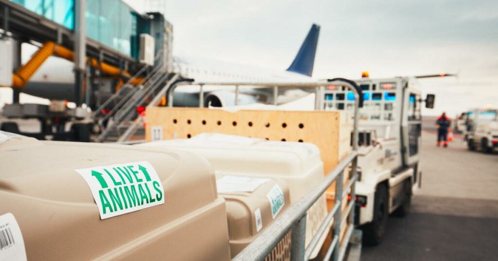 À l’aéroport de Roissy-Charles de Gaulle, une chienne s’échappe de la soute d’un avion et reste introuvable