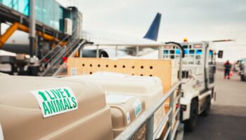 À l’aéroport de Roissy-Charles de Gaulle, une chienne s’échappe de la soute d’un avion et reste introuvable