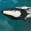 Adorable moment rare PANDA dolphin stuns tourists with a playful display by their boat