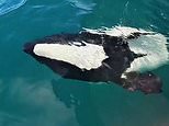 Adorable moment rare PANDA dolphin stuns tourists with a playful display by their boat