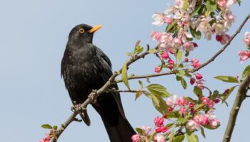 Alan Titchmarsh's warning to anyone who has blackbirds, thrushes or starlings in their gardens