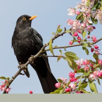 Alan Titchmarsh's warning to anyone who has blackbirds, thrushes or starlings in their gardens