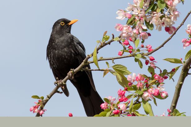 Alan Titchmarsh's warning to anyone who has blackbirds, thrushes or starlings in their gardens