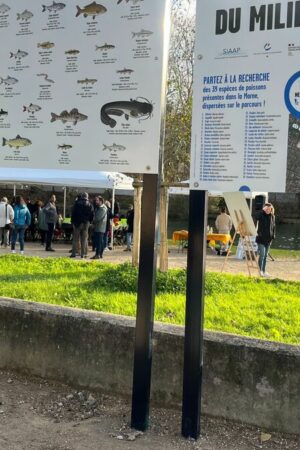 Après les Jeux olympiques, les poissons de la Marne retrouvent des couleurs