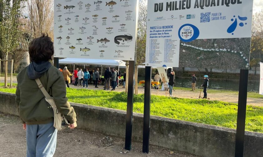 Après les Jeux olympiques, les poissons de la Marne retrouvent des couleurs