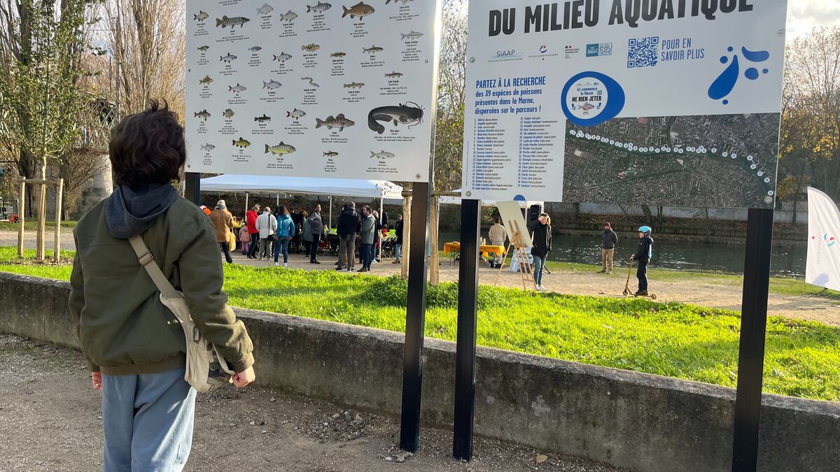 Après les Jeux olympiques, les poissons de la Marne retrouvent des couleurs