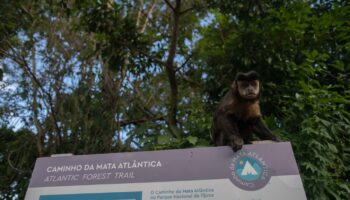 Au Brésil, la restauration de la « forêt atlantique » commence à porter ses fruits