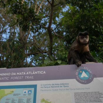 Au Brésil, la restauration de la « forêt atlantique » commence à porter ses fruits