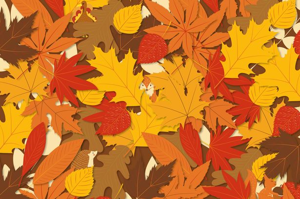 Autumnal brain teaser challenges you to find animals sneakily hidden among leaves