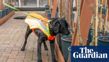 Bark detective: dog trained to sniff out UK tree disease