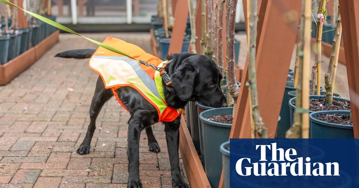 Bark detective: dog trained to sniff out UK tree disease