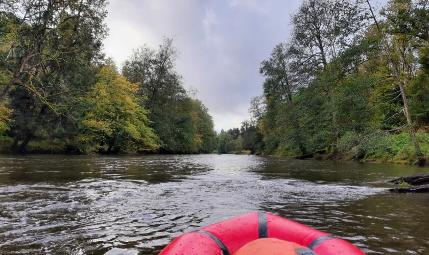 Belgique: Détectée, la loutre n’a jamais été observée dans la Vallée de la Semois