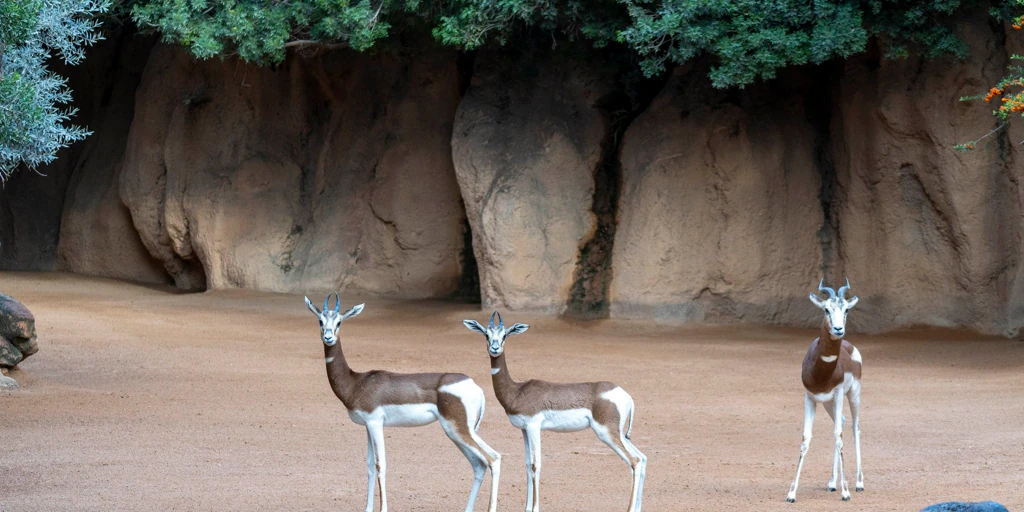 Bioparc Valencia forma un nuevo grupo de gacelas Mhorr en la lucha para salvarla de la extinción