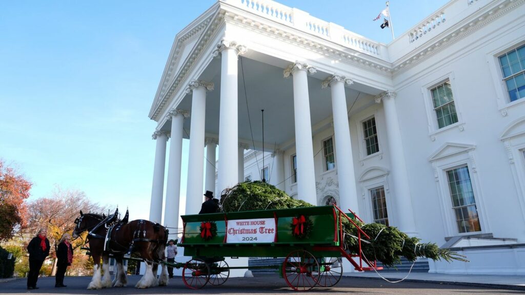 Der diesjährige Weihnachtsbaum stammt aus North Carolina. Foto: Susan Walsh/AP