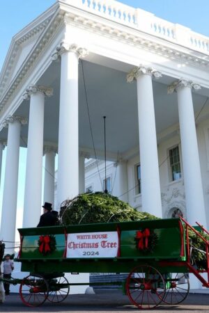 Der diesjährige Weihnachtsbaum stammt aus North Carolina. Foto: Susan Walsh/AP