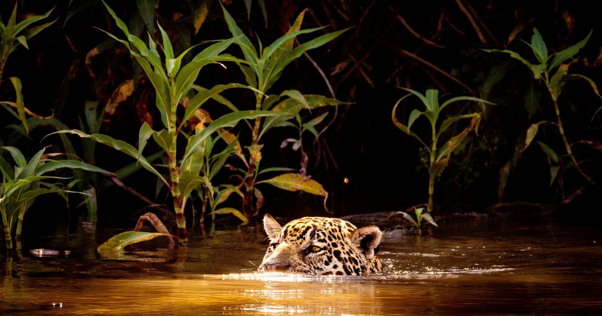 Brésil : dans les forêts du Pantanal, sur les traces du jaguar