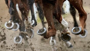 Budget : alarmée par un projet de taxe, la filière hippique annule les courses jeudi